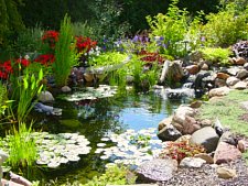 Backyard Ponds