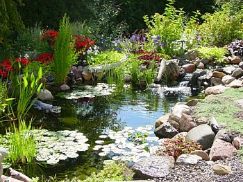backyard pond with colorful plants