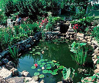 backyard pond with plants and a waterfall