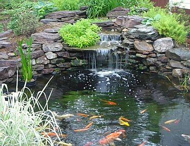 pond with stone waterfall and koi