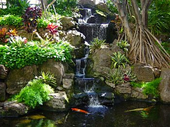 pond with koi and waterfall