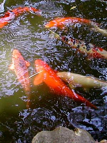 pond with large koi