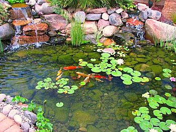 koi pond with water lillies
